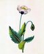 Papaver somniferum, the Opium Poppy, 19th century botanical painting